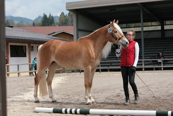 Stutbuchaufnahme - Tiroler Haflinger Pferde